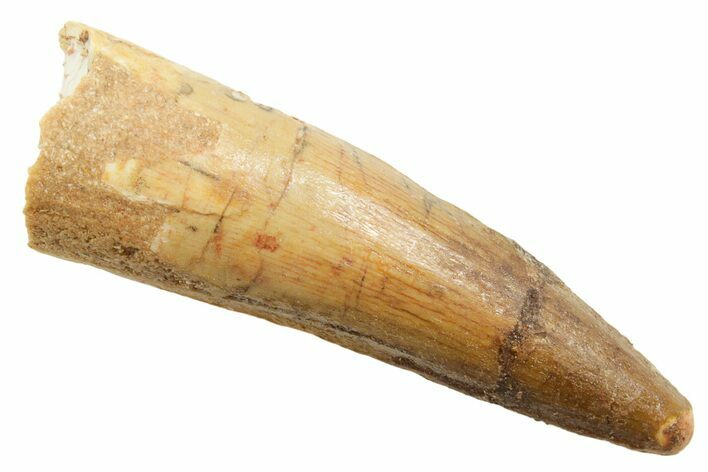 Fossil Spinosaurus Tooth - Feeding Worn Tip #362920